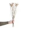 Trockenblumen Statice Länge 60cm FLOWER MARKET In Weiß