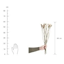 Trockenblumen Statice Länge 60cm FLOWER MARKET In Weiß 5 Trockenblumen Statice Länge 60cm FLOWER MARKET In Weiß -Küche Store butlers trockenblumen statice lange 60cm flower market in weiss 2