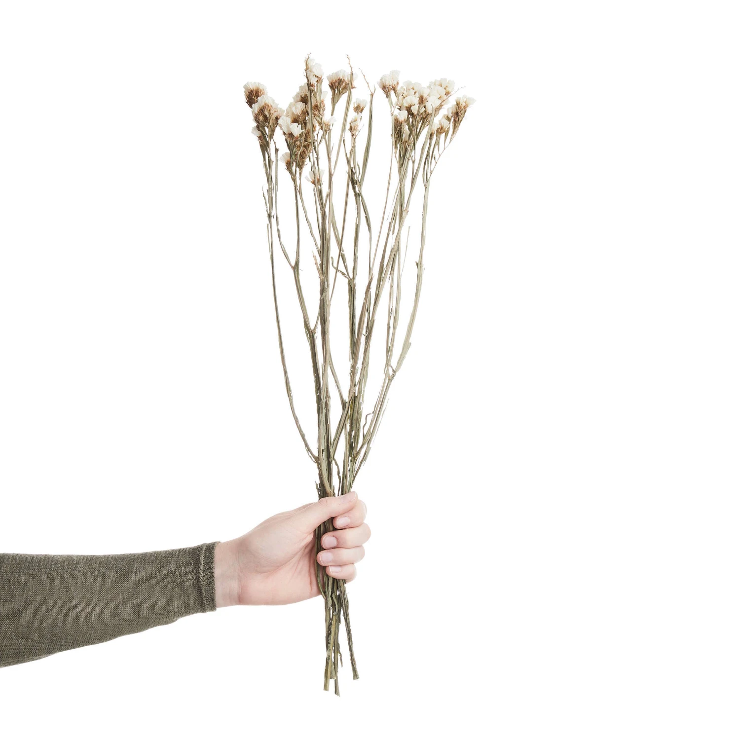 Trockenblumen Statice Länge 60cm FLOWER MARKET In Weiß 1 Trockenblumen Statice Länge 60cm FLOWER MARKET In Weiß